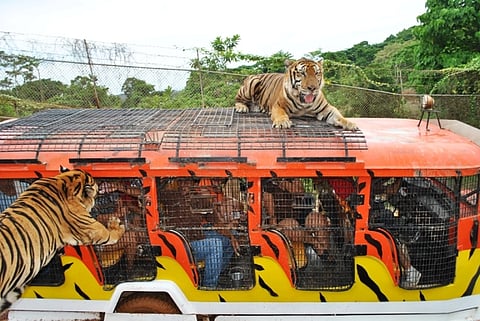 Zoobic Safari theme park