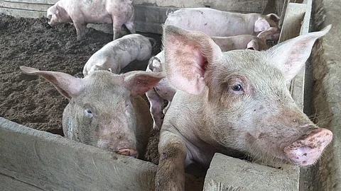 BAI reports promising results 28 days post-ASF vaccination of Lobo pigs
