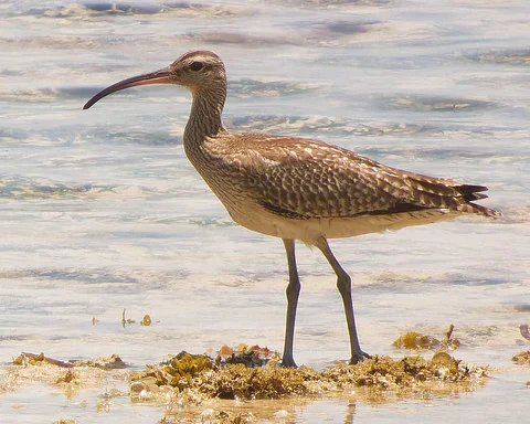 A whimbrel.
