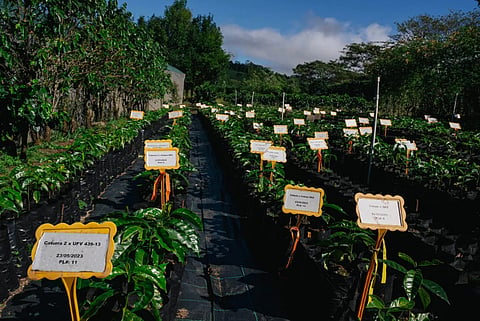 Through these innovation farms, Starbucks will develop solutions that will not only improve coffee productivity and quality but also empower farmers with the tools and knowledge needed to thrive in a changing world and challenging climate.