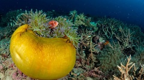 Panaon Island’s coral reef