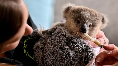 Orphaned koala joey Ajooni is fed by wildlife caregiver Emma Meadows in Sydney