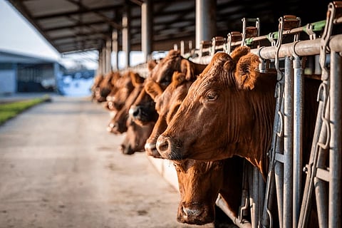 DA lifts import ban on cattle, meat products from UK