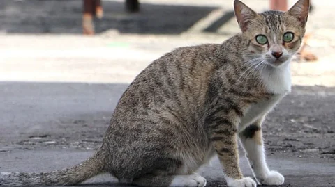 Community support poured in for ‘PIA’ cat who survived a near-fatal fall: A feline’s second shot