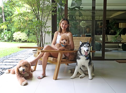 We are furmily: Tweetie and Whiskey the Giant Poodle, Lucho with Golden Doodle and Bowie the Husky.