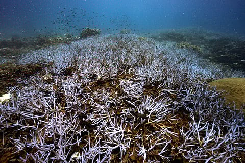 LOOK: This underwater photo taken on 15 June 2024 shows corals glowing a fluorescent blue to protect themselves from bleaching around Koh Tao island in the southern Thai province of Surat Thani. Coral bleaching has been recorded in over 60 countries since early 2023, threatening reefs that are key to ocean biodiversity and support fishing and tourism industries globally, and that death spiral is everywhere in the waters of the Gulf of Thailand around Koh Tao. | Photo courtesy of Lillian SUWANRUMPHA / AFP