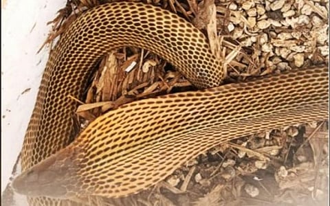 Survivor The near-endangered Philippine Cobra rescued in Barangay Pinagbayanan, Macalelon, Quezon and turned over to the Regional Wildlife Rescue Center of the Department of Environment and Natural Resources-Calabarzon in Calauan, Laguna.