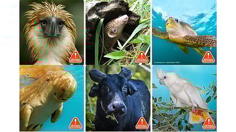 Rescue me The Save From Extinction pact aims to conserve and protect the following six endangered species (from left) Philippine eagle, pangolin, sea turtle, dugong, tamaraw and cockatoo.