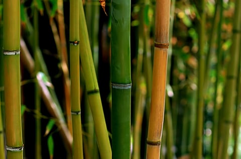 Guiness record on bamboo planting eyed