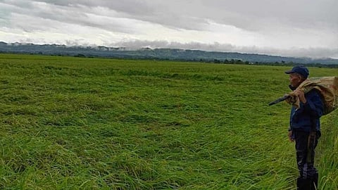 DA Cordillera prepares needed aid for farmers