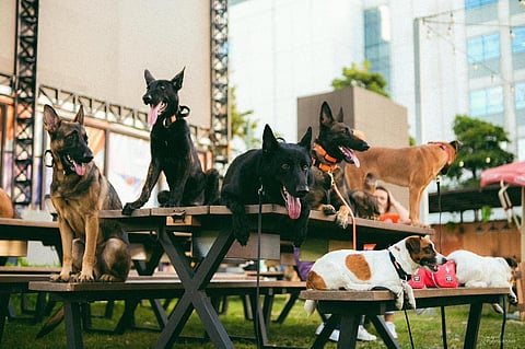 Pawchela, PAWSsion Project‘s annual benefit concert for cause. This year, Pawchela will be on 6 December.