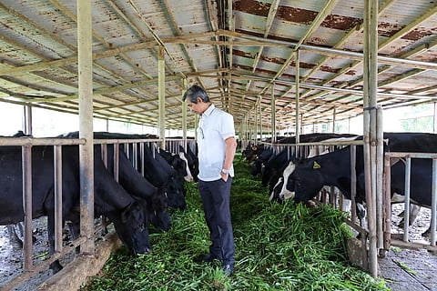 NDA Administrator Atty. Marcus Antonius T. Andaya watches cows feed on grass at Pinkie’s Farm in Lipa, Batangas.