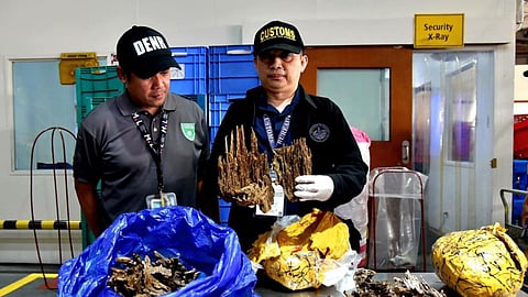 Smuggled rare agarwood seized