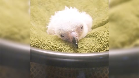 Philippine Eagle chick #30 represents a new chapter in the fight to conserve the endangered species.
