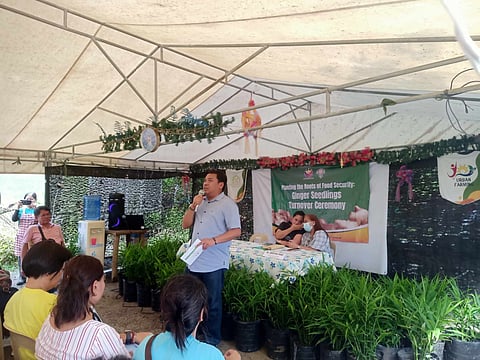 Ginger plants are to be distributed to urban farmers during the turnover ceremony at the Sunnyville Community Model Farm in Visayas Extension, Pingkian III, Barangay Pasong Tamo, Quezon City.
