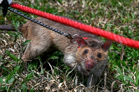 Trained rat searches for landmines and unexploded ordnances as part of a demonstration at an exhibition during the Siem Reap-Angkor Summit on a Mine-Free World landmine conference in Siem Reap province, Cambodia on 27 November 2024.