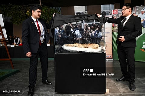 LOOK: A 10-million-year-old fossil of a juvenile Cenozoic crocodile of the genus Piscogavialis is unveiled at the Ministry of Energy and Mines auditorium in Lima on November 27, 2024. The Geological, Mining, and Metallurgical Institute of Peru (Ingemmet) presented the articulated and almost complete skeleton of a juvenile fossil gavial discovered in Ocucaje, Ica, in southern Peru.
