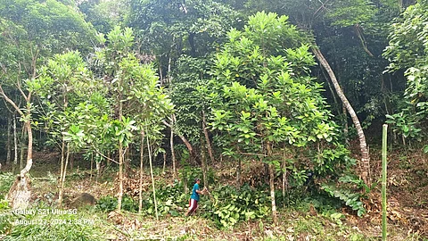 Communities have planted batikuling trees on private lands to secure future supplies of the wood used by sculptors.