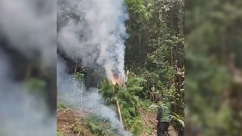 NBI operatives destroy ‘weed’