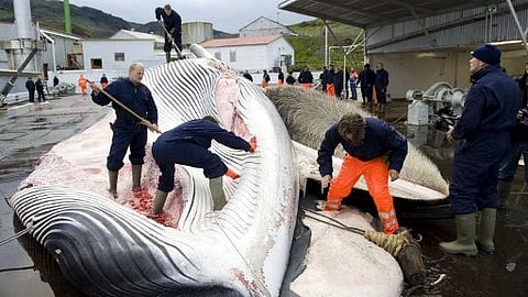 Whalers cut open a 35-tonne Fin whale on 19 June 2009, one of two fin whales caught aboard a Hvalur boat off the coast of Hvalfjsrour, north of Reykjavik, on the western coast of Iceland. Denmark on 23 June 2009 officially requested permission to resume hunting humpback whales off Greenland, in a move that has angered environmentalists. Ole Samsing, Danish commissioner at the annual International Whaling Commission (IWC) conference being held on the Portuguese island of Madeira, made the call and demanded a "quick solution".