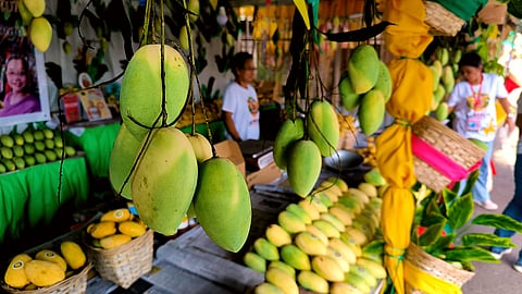 A vendor sells the best of Zambales mangoes during the annual summertime Dinamulag Mango Festival.