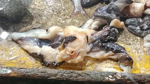 Smuggled giant clams seized in Cebu City.
