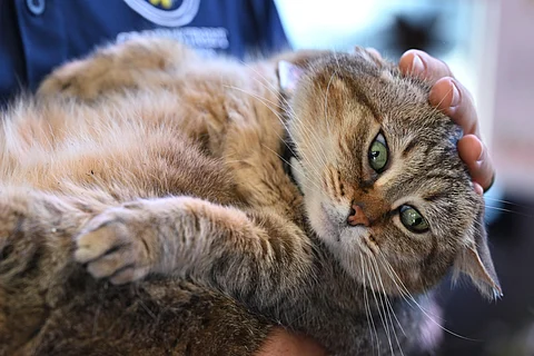 Researchers are keeping a close eye on the mounting cases of bird flu infections in cats