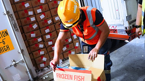 A personnel of Bureau of Customs inspects the frozen mackerel earlier seized, which was formally turned over to the Department of Agriculture last 14 December during the President Ferdinand Marcos Jr.'s inspection at the Manila International Container Port.