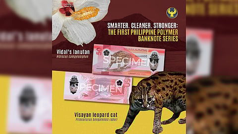 The 50-peso polymer banknote features the endemic and threatened Visayan leopard cat and Vidal’s lanutan. On the back of the banknote, Taal Lake and the maliputo fish are depicted. It is part of the First Philippine Polymer Banknote Series and can be used alongside the current paper currency.