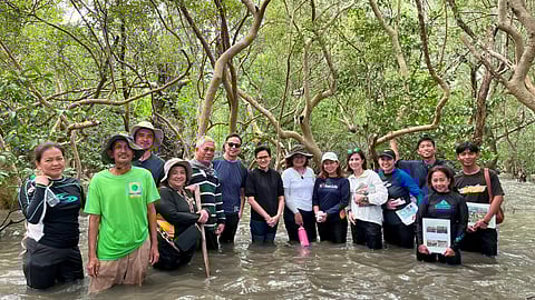 Save the mangroves
