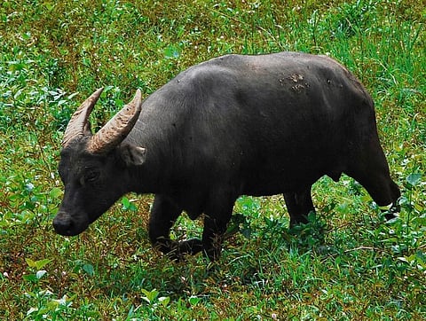 The critically endangered Bubalus mindorensis, commonly known as the Tamaraw, is found only on the island of Mindoro in the Philippines.