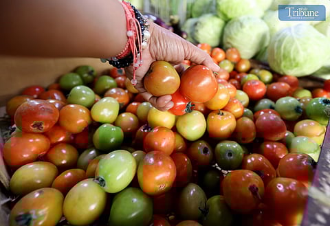 (January 7 2025) On Tuesday, January 7, 2025, a customer purchases tomatoes despite the high price due to a decrease in local supply. At Marikina Public Market, it can cost up to 280 pesos per kilogram. According to the Department of Agriculture (DA), tomato prices are expected to fall by the end of January or early February, when the harvest begins. Photo/Analy Labor
