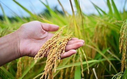 LandBank backs RCEF extension