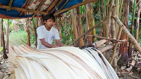 Abaca fiber is extracted from the stems of the banana plant using a decorticator. DLPC’s technology turns the fiber into composites that can replace up to 40 percent of conventional plastics in various products.