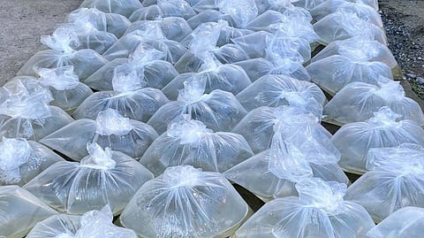 Aurora hands bangus fingerlings
to Dipaculao fisherfolks