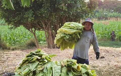 Tobacco growers optimistic as trade begins