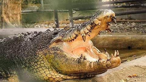 Beloved saltwater crocodile Pangil passes away