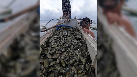VOLUNTEER danggit cage watchers help ensure sustainable fish catch every year.