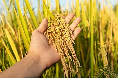 Nueva Ecija rice production blueprint sought