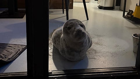 This photo handout on 5 February 2025 by The Netherlands' 'Animal Welfare Foundation Zeeland' (Stichting Dierenwelzijn Zeeland) shows a seal looking out a window after sneaking into a hotel room in Vlissingen, southern Netherlands, on 4 February 2025. A guest at a seaside Dutch hotel got more than she bargained for when she opened her room to find a large grey seal kipping on the floor. Startled staff called an animal association in Vlissingen, southern Netherlands, which said it was an unusual call-out even though they often get bizarre requests.