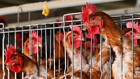 UK govt bans 'bird gatherings' as avian flu outbreak worsens