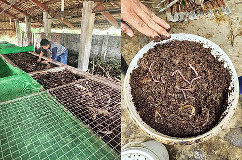 More funding for organic fertilizers needed — PIDS