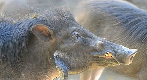 The Visayan Warty Pig (S. cebifrons) is classified by the International Union for Conservation of Nature as critically endangered.