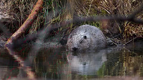 This handout photo received on 11 February 2025 from AOPK CR and taken on 3 February 2025 shows an Eurasian beaver in a protected wetland area in Vesin, Padrtske rybniky, Central Bohemia south of Prague, Czech Republic. Beavers have saved Czech taxpayers' money as they stole a march on the state in creating a planned wetland before excavators got the green light, a conservationist said on 11 February 2025. Conservationists wanted to reduce sedimentation and curb sour water leaving the ponds as both threatened the critically endangered crayfish living in the river below. The project drafted in 2018 had a building permit but was delayed by talks over the land. But beavers did not care and started doing their natural job by building at least four dams.