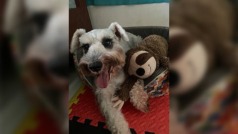 Boris and his sloth (kathy).