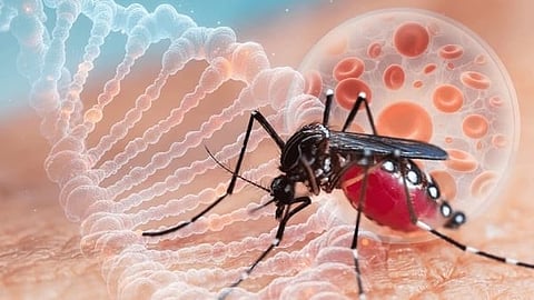 dengue