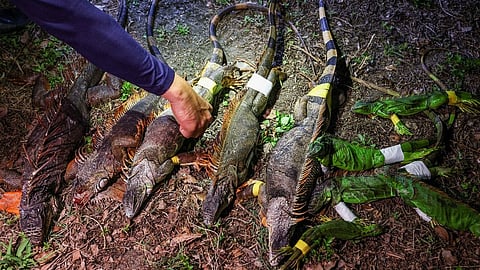 Taiwan bounty hunters kill invading iguanas as numbers soar