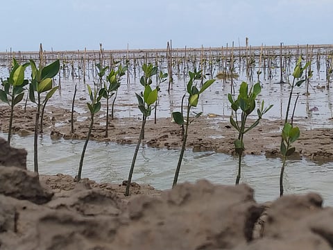 300,000 trees, mangroves planted in Pangasinan