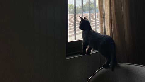 The part of grieving over pet loss no one talks about