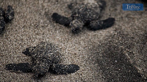 The Aboitiz Power subsidiary GNPD and other stakeholders release a total of 192 Pawikan hatchlings at the SAGIP Pawikan Center in Morong, Bataan on Friday night.